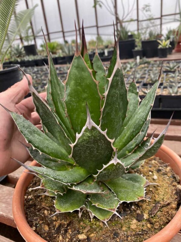 アガベ チタノタ ホワイトファング HIDDEN AGAVE ハイブリッド レア Agave Hidden アガベ ジェレミー産 US株 Fang ホワイトファング オバ