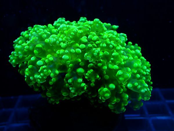 ホンタコアシサンゴ Coral 0119 NO1(海水魚)｜売買された Mantis ホン 