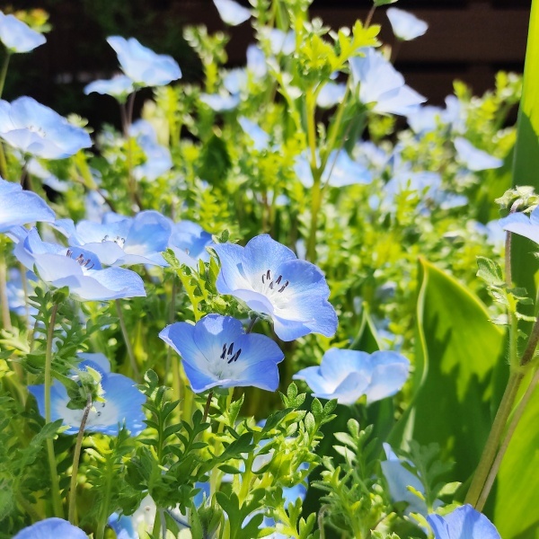寒冷地の春まき花の種 ネモフィラ インシグニスブルー 50粒 一年草 種 売買されたオークション情報 Yahooの商品情報をアーカイブ公開 オークファン Aucfan Com
