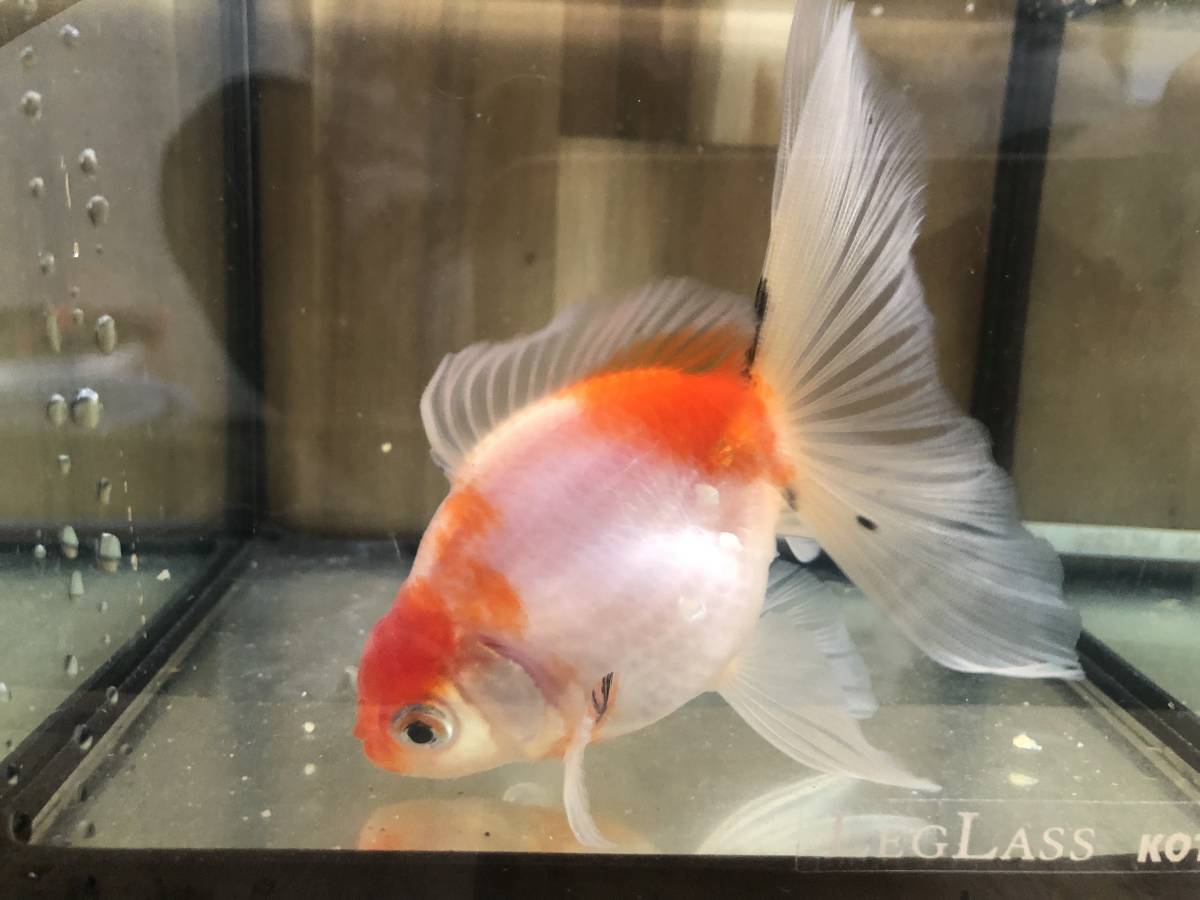 良個体 当歳魚 オランダ 獅子頭 桜 更紗 ローズテール 検 タイ血統ハーフムーン 獅子頭 売買されたオークション情報 Yahooの商品情報をアーカイブ公開 オークファン Aucfan Com