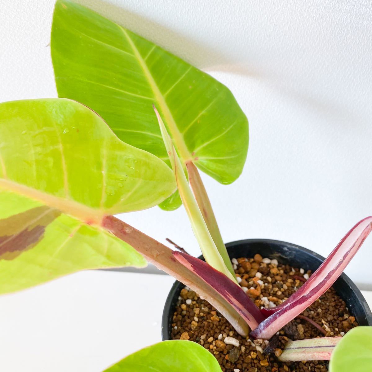 フィロデンドロン・インペリアル・レッドムーン・イエローフレーム