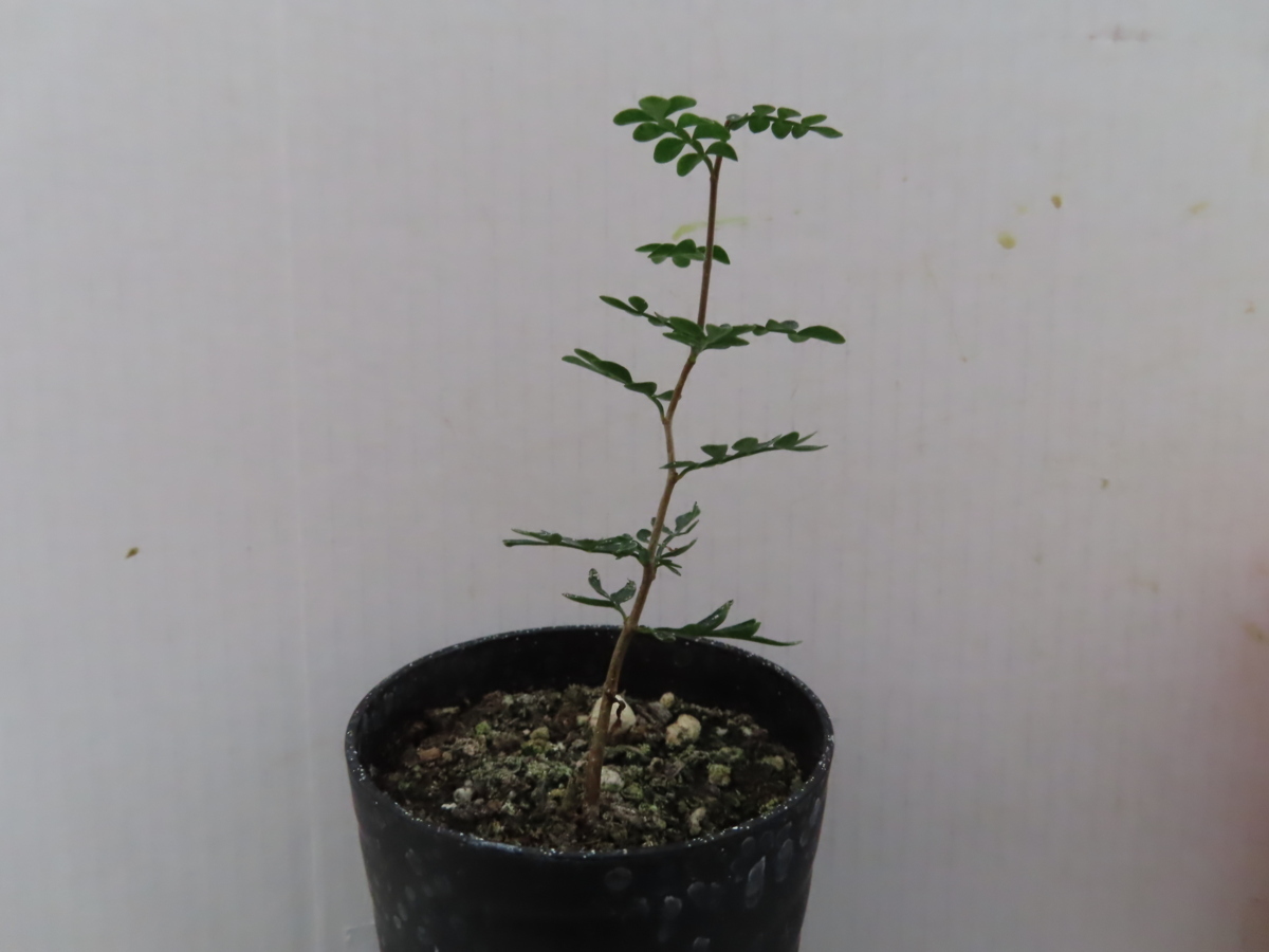 ウ2647「実生」オペルクリカリア パキプス【2年株・塊根植物・・種から