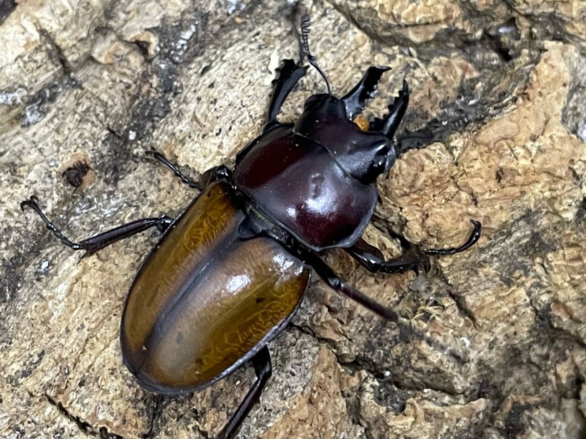 チャイロマルバネクワガタ クワガタ カブトムシ