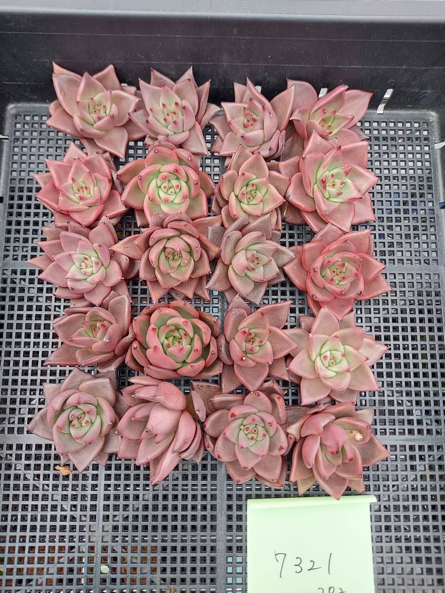 メーカー直送 多肉植物 韓国 エケベリア 17-7321オールドエッグHyb20個