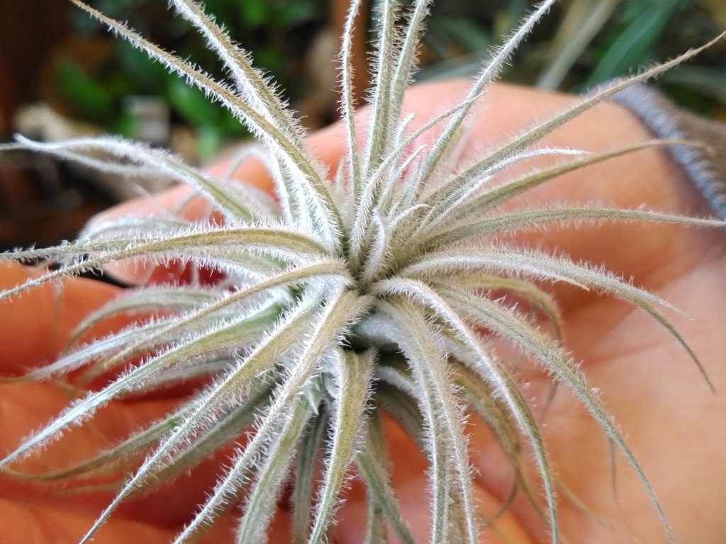 チランジアの女王様 チランジア テクトラム Tillandsia Tectorum 銀葉系 同梱可 第四種郵便可 アナナス 売買されたオークション情報 Yahooの商品情報をアーカイブ公開 オークファン Aucfan Com