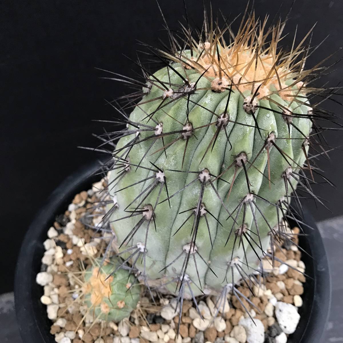 No.020【 Copiapoa haseltoniana 】コピアポア ハセルトニアナ 特選株 