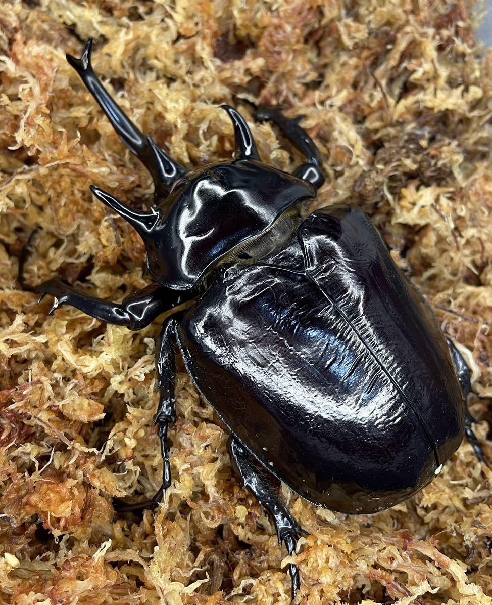 新成虫マルスゾウカブト