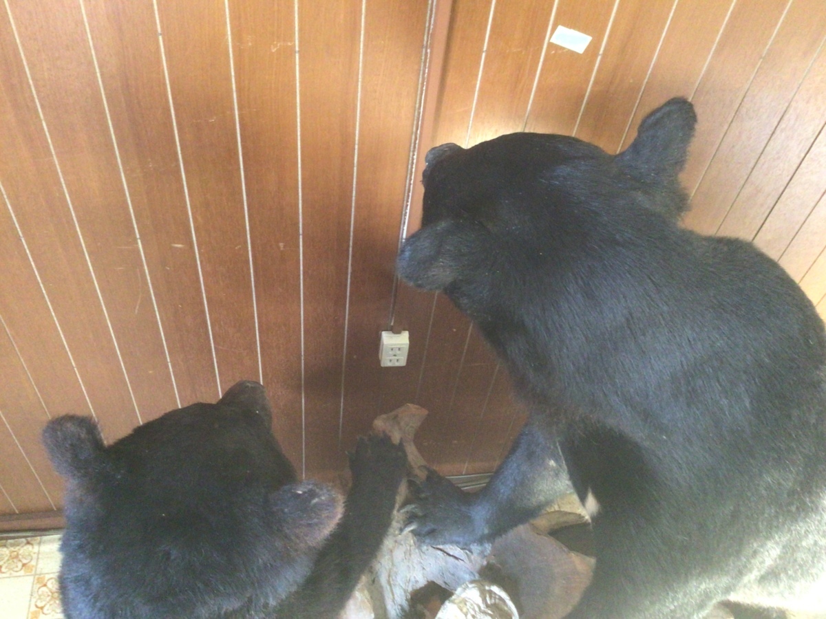 熊 剥製 ツキノワグマ 置物 オブジェ 直接引き取り可能 くま クマ