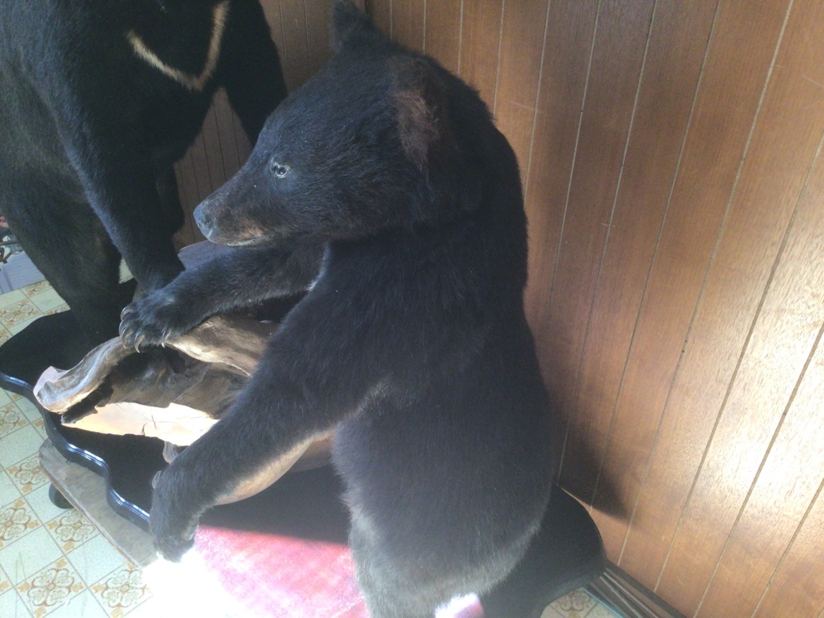 熊 剥製 ツキノワグマ 置物 オブジェ 直接引き取り可能 くま クマ