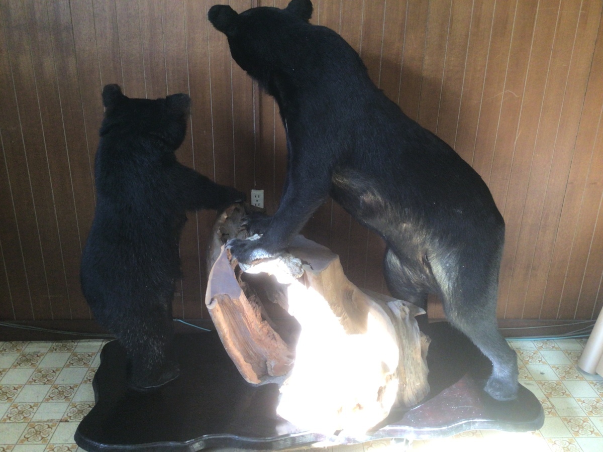 熊 剥製 ツキノワグマ 置物 オブジェ 直接引き取り可能 くま クマ