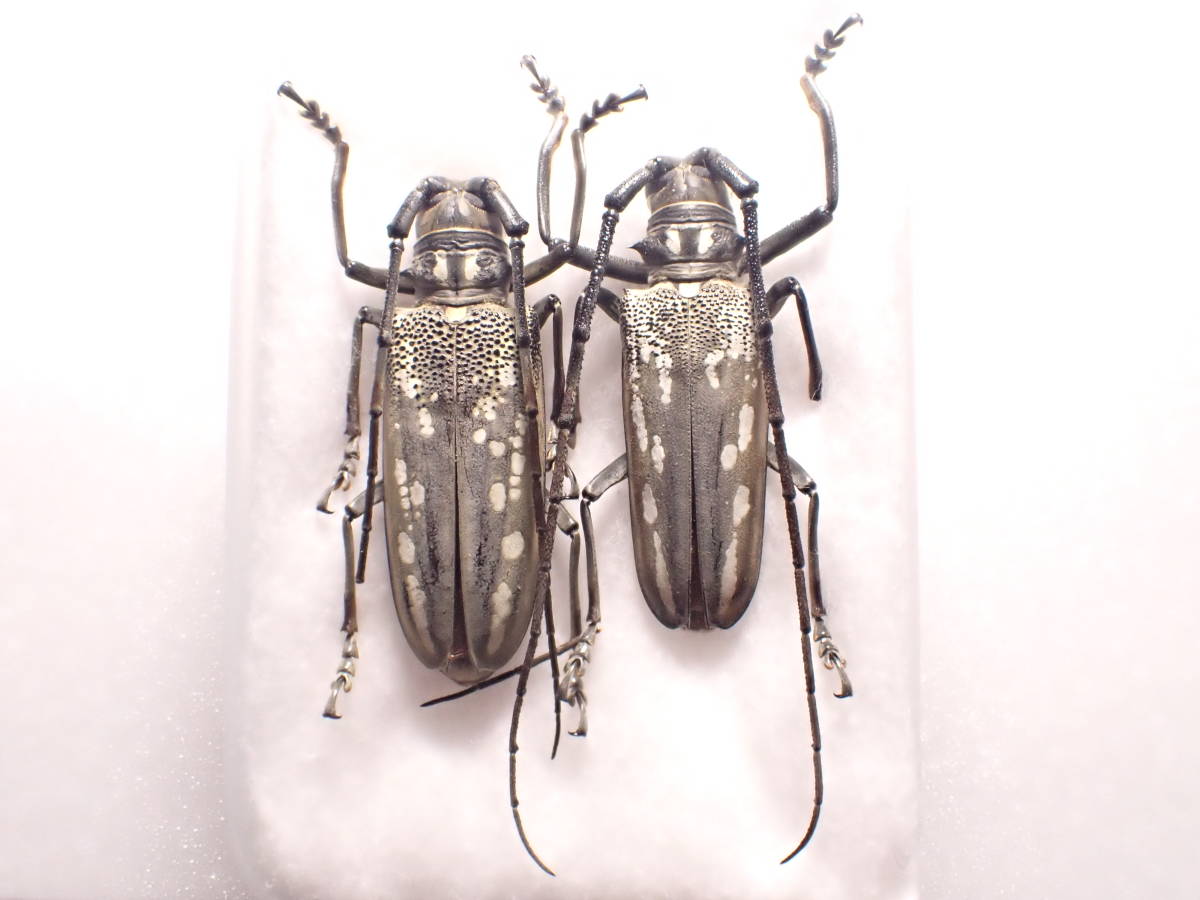 シロスジカミキリpair 佐賀県 国産 日本産 日本産甲虫 国産甲虫 昆虫 甲虫 虫 カミキリ カミキリムシ 標本 その他 売買されたオークション情報 Yahooの商品情報をアーカイブ公開 オークファン Aucfan Com