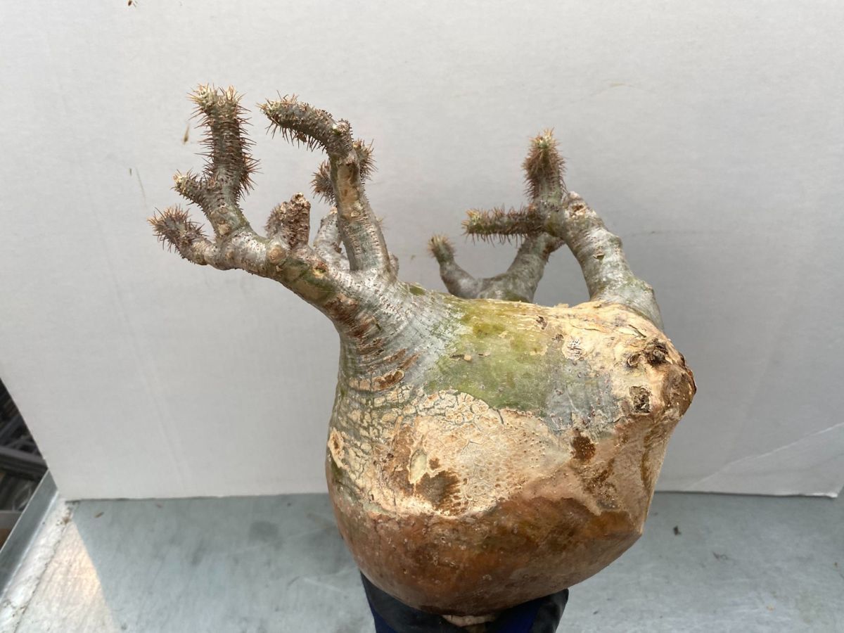 ク6708 「現地株】パキポディウム グラキリス L 抜き苗【2/11最新到着・マダガスカル・Pachypodium gracilius・塊根植物】