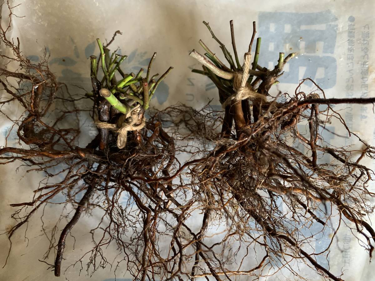 バラ 台木の通販