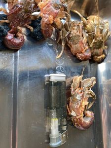 特別オファー 冷凍ヤドカリ 釣り餌 石垣鯛 石鯛 その他 Floridaairtours Com