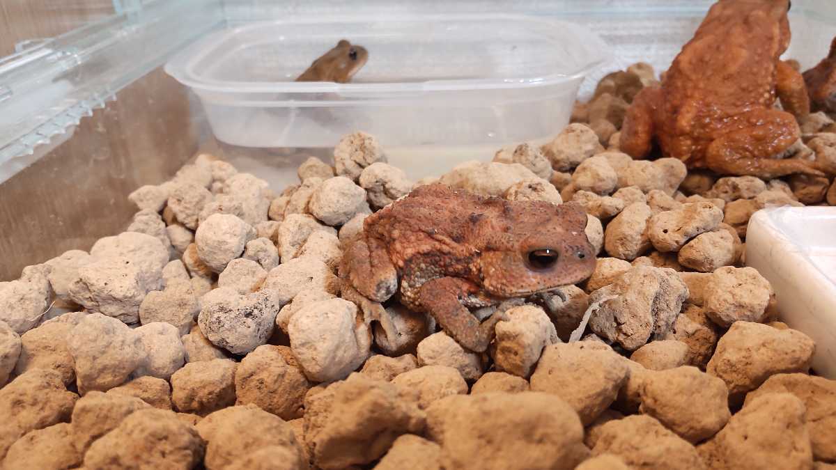 幼体 ミヤコヒキガエル かわいいお目目 ベビー 南大東島産 ブラウン オレンジ 3 4センチ カエル 売買されたオークション情報 Yahooの商品情報をアーカイブ公開 オークファン Aucfan Com 幼体 ミヤコヒキガエル かわいいお目目 ベビー 南大東島産 ブラウン オレンジ 3 4センチ カエル 売買されたオークション情報 Yahooの商品情報をアーカイブ公開 オークファン Aucfan Com