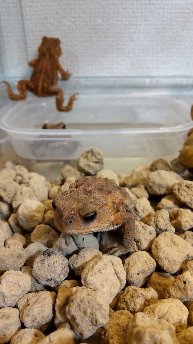 幼体 ミヤコヒキガエル かわいいお目目 ベビー 南大東島産 ブラウン オレンジ 3 4センチ カエル 売買されたオークション情報 Yahooの商品情報をアーカイブ公開 オークファン Aucfan Com 幼体 ミヤコヒキガエル かわいいお目目 ベビー 南大東島産 ブラウン オレンジ 3 4センチ カエル 売買されたオークション情報 Yahooの商品情報をアーカイブ公開 オークファン Aucfan Com