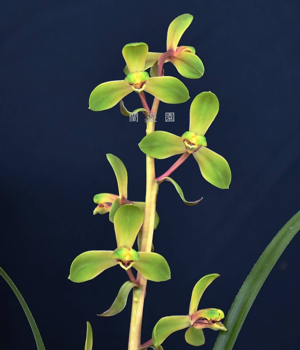 洋蘭原種 (505) C. violacea fma. semi-alba flamea (Sib)カトレア