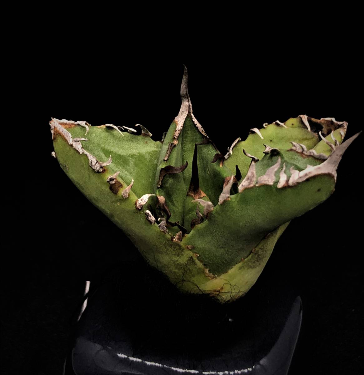 2 Agave super titanota アガベ スーパー チタノタ /CACTUS GREEN