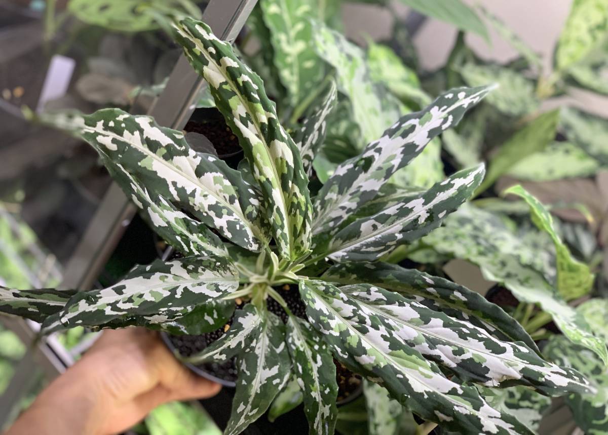 LA便ネームド株 銀戦車 Aglaonema pictum 