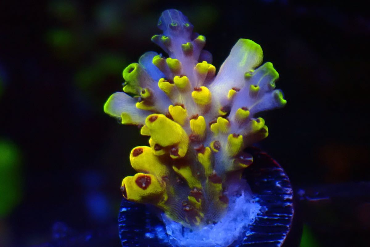 激美ミニホールUCA Acropora Pikachu 色揚がり個体 高発色YELLOW 