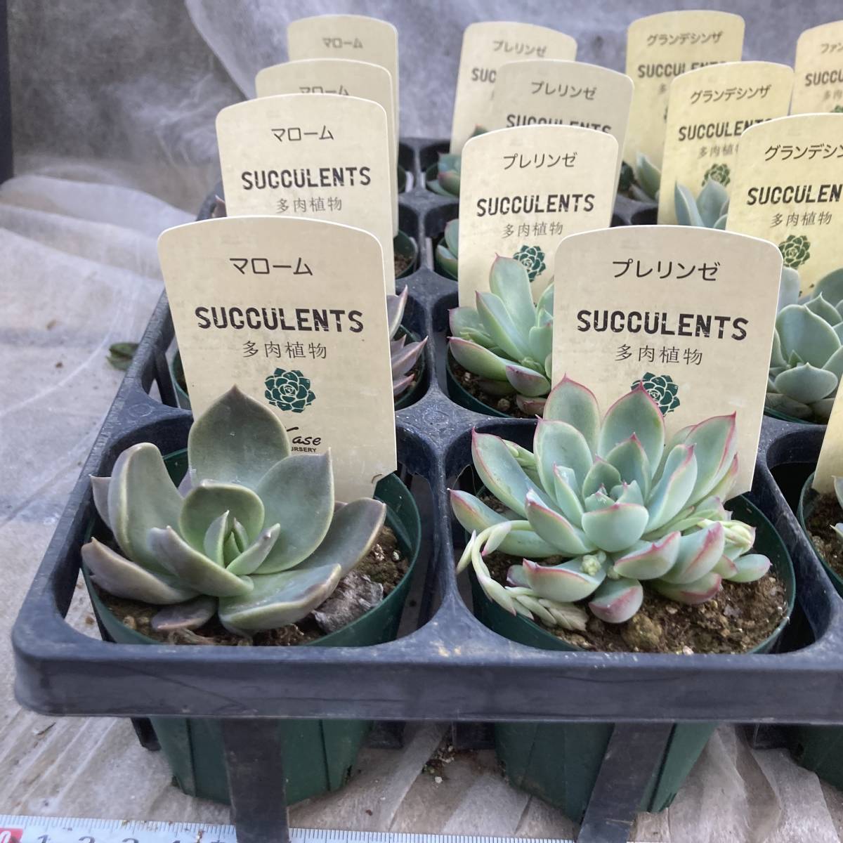 ☆魅惑の多肉植物 1セット限定 多肉植物 7種ミックス 35ポットセット