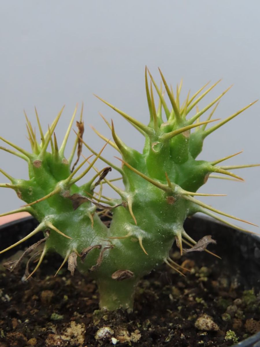 Pachypodium ambongense パキポディウム・アンボンゲンセ | ambongense