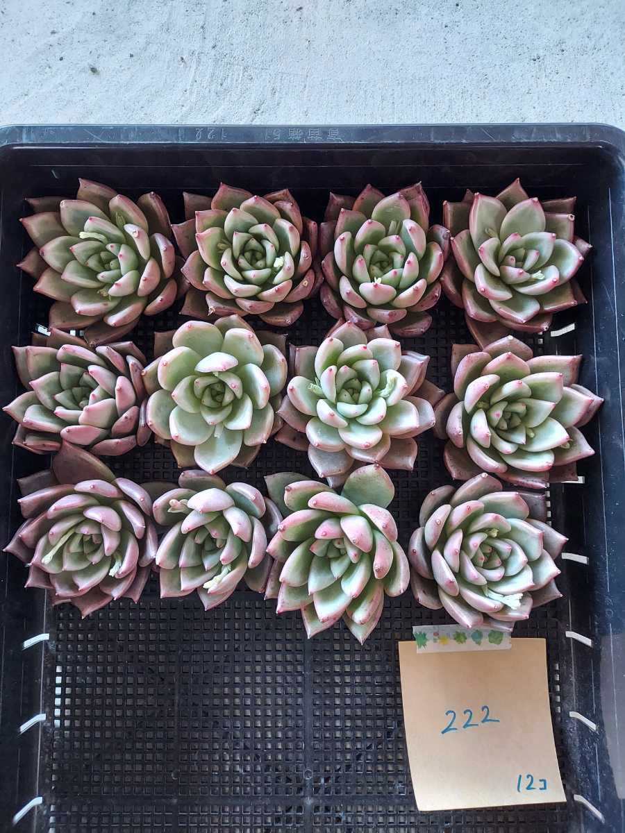 韓国多肉植物 韓国苗 エケベリア Echeveria 07 多肉植物 寄せ植えに 