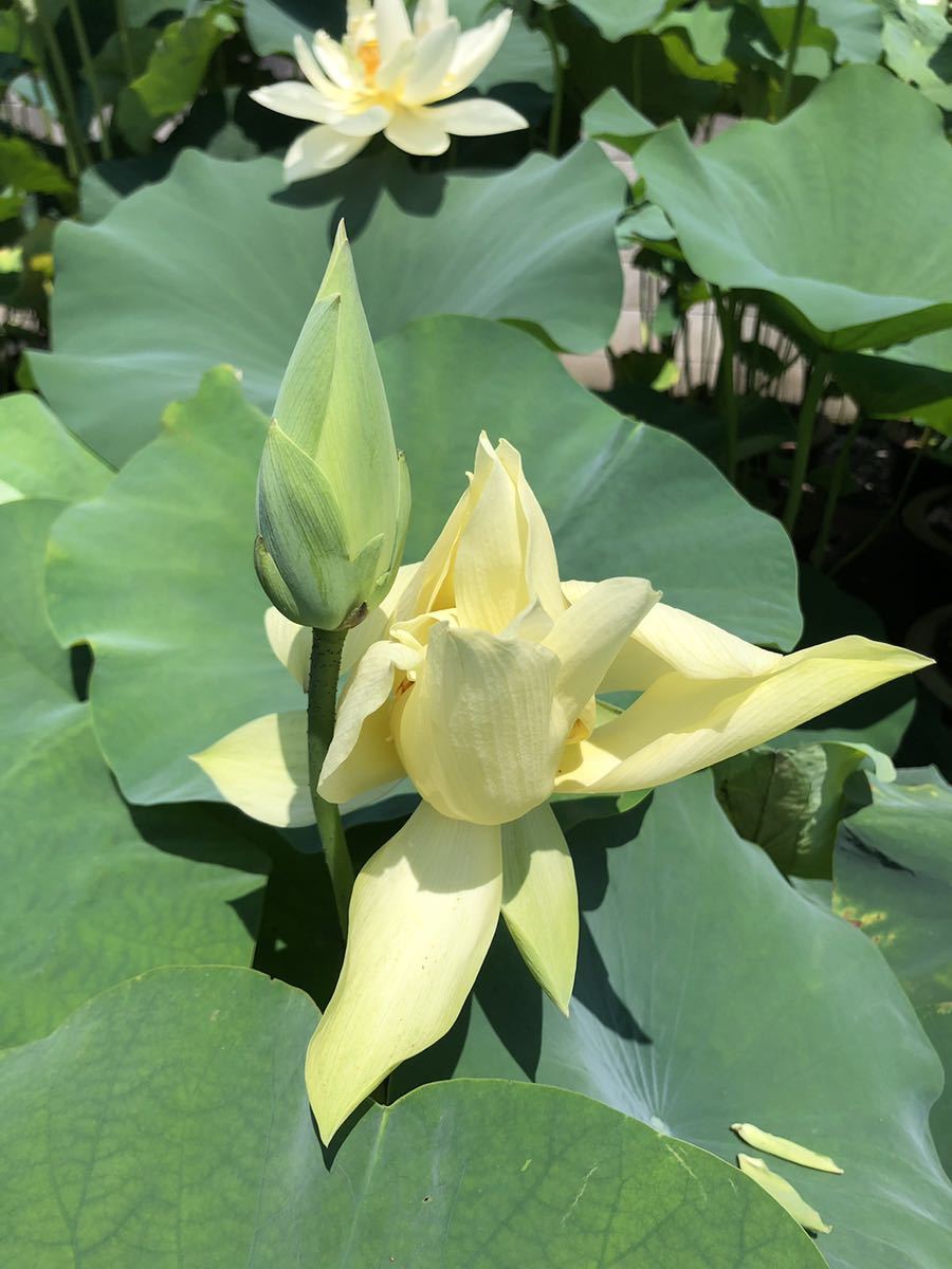 花蓮 花ハス 杏黄 あんこう 黄花蓮 小型品種 レンコン苗 小苗3本 細弁 スイレン苗 蓮苗 めだか 苗 売買されたオークション情報 Yahooの商品情報をアーカイブ公開 オークファン Aucfan Com