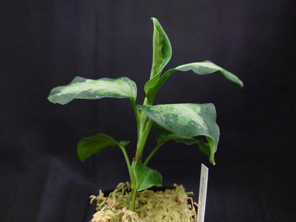 HaL plants》Aglaonema pictum multicolor from pulau Nias HaL plants》Aglaonema pictum multicolor from pulau Nias