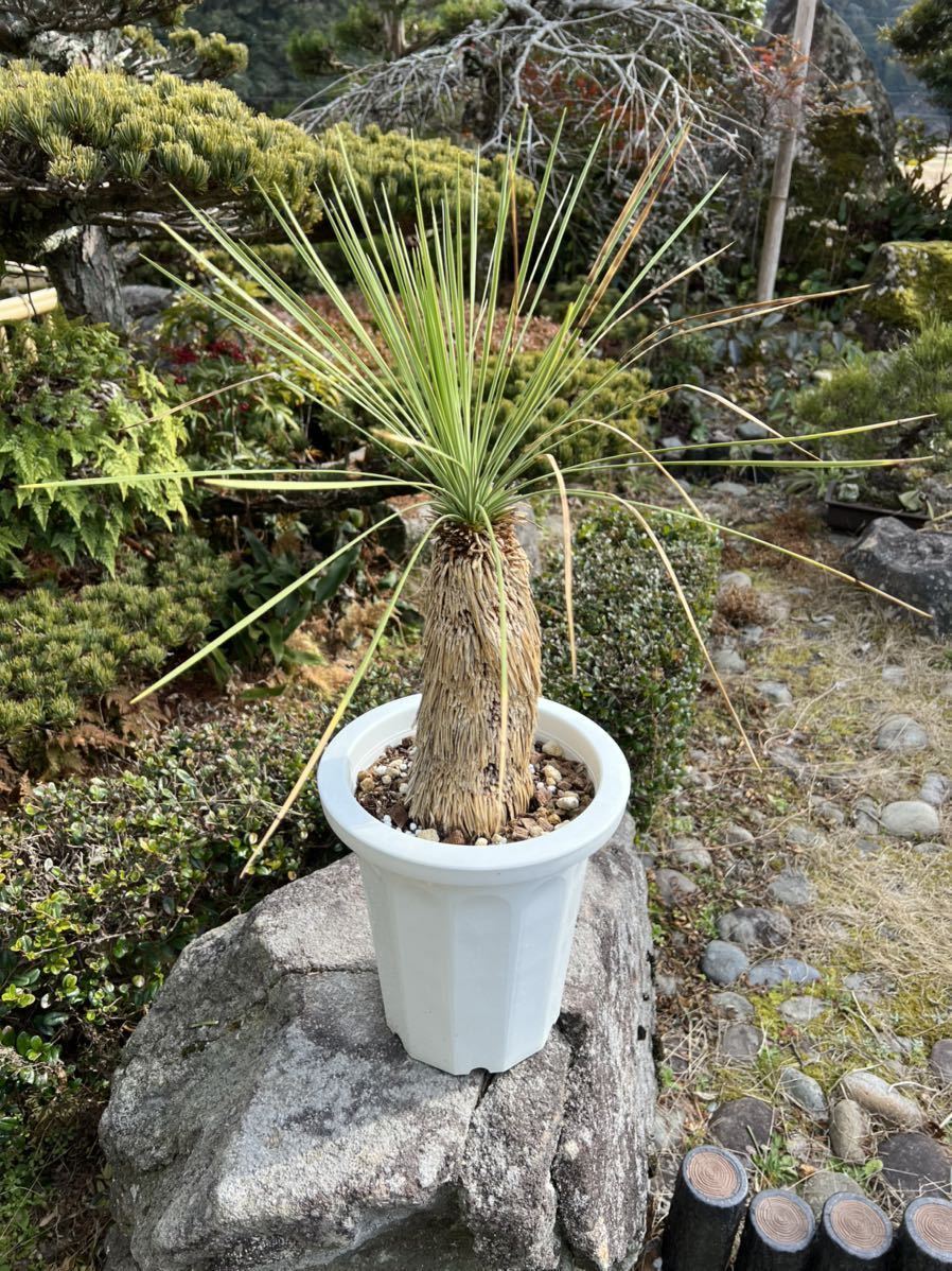 ユッカ リネアリフォリア レア Yucca 厳選 リネアリフォリア（Yucca 太
