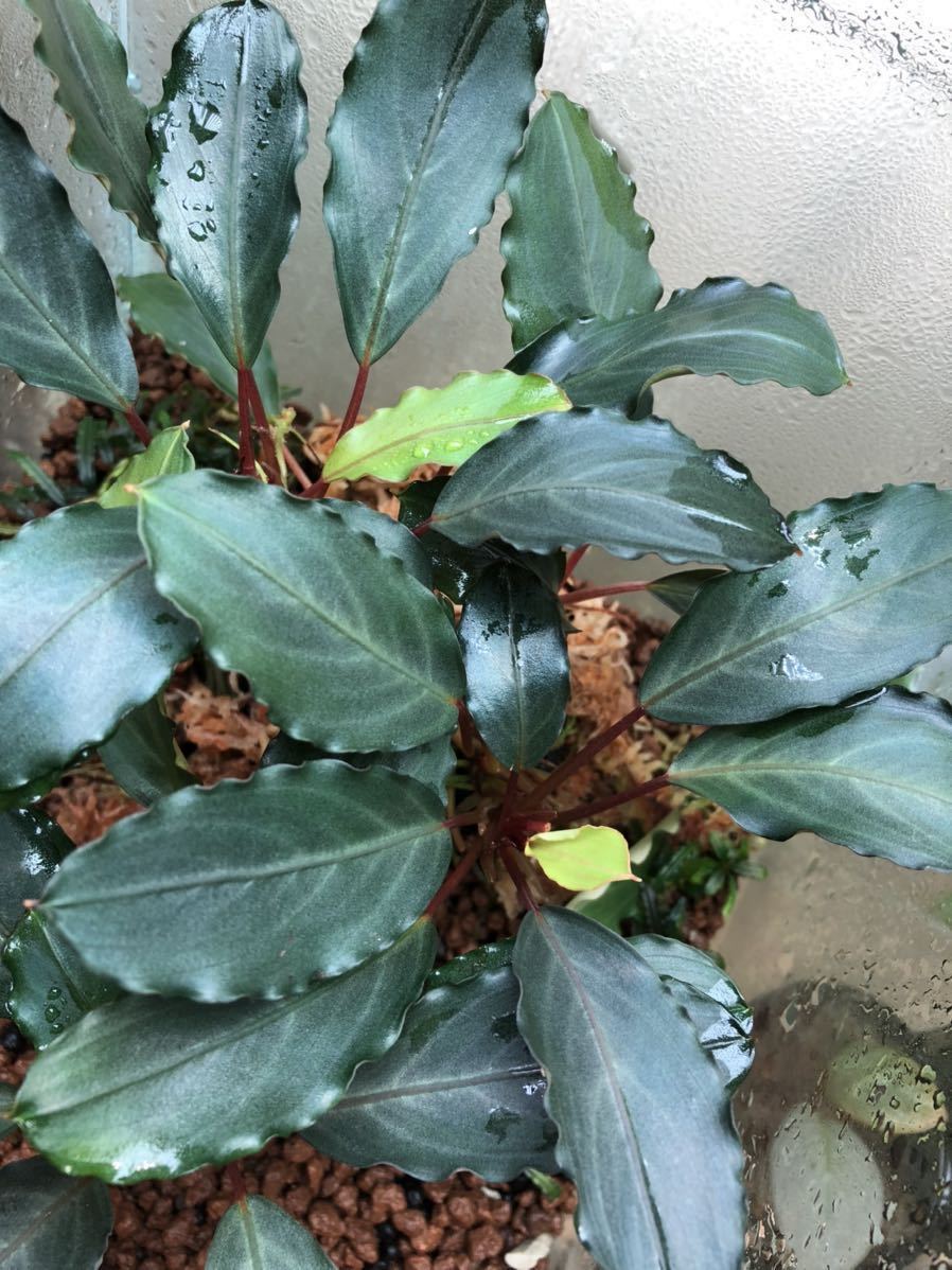 TB便】Bucephalandra sp. Pearl gray ブセファランドラsp パールグレイ