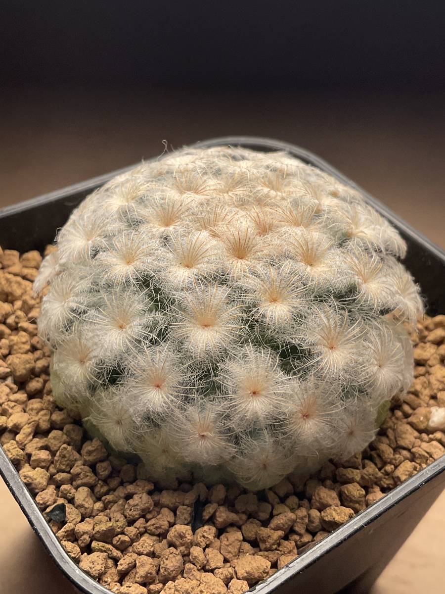 多肉植物 サボテン パンチパーマ 白星 実生 マミラリア 仏頭 ビザール