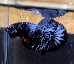 44タイガーマーブルct 極楽ファーム ベタ Betta New 熱帯魚 闘魚 ベタ Www Gendarmerie Sn