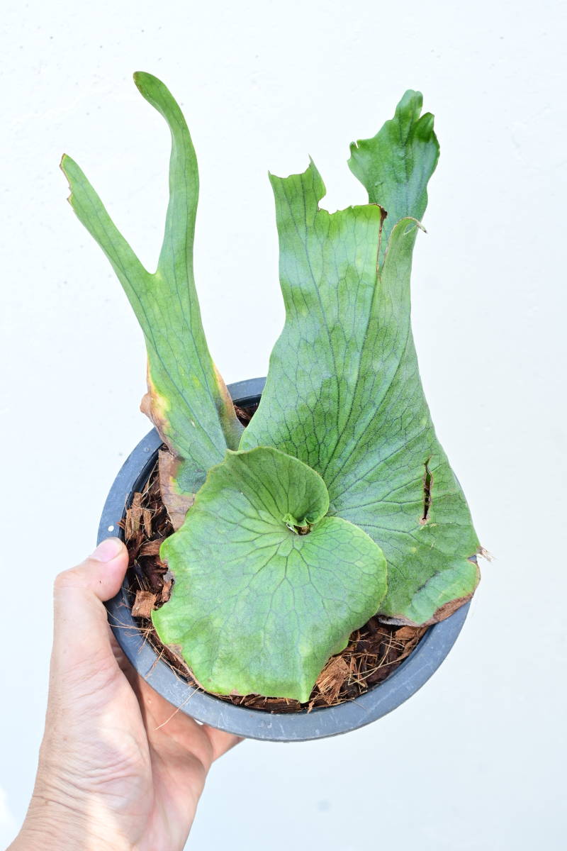 P Wandae Bikamori Com ビカクシダ ワンダエ ビカクシダ コウモリラン 売買されたオークション情報 Yahooの商品情報をアーカイブ公開 オークファン Aucfan Com P Wandae Bikamori Com ビカクシダ ワンダエ ビカクシダ コウモリラン 売買されたオークション情報 Yahooの商品情報をアーカイブ公開 オークファン Aucfan Com