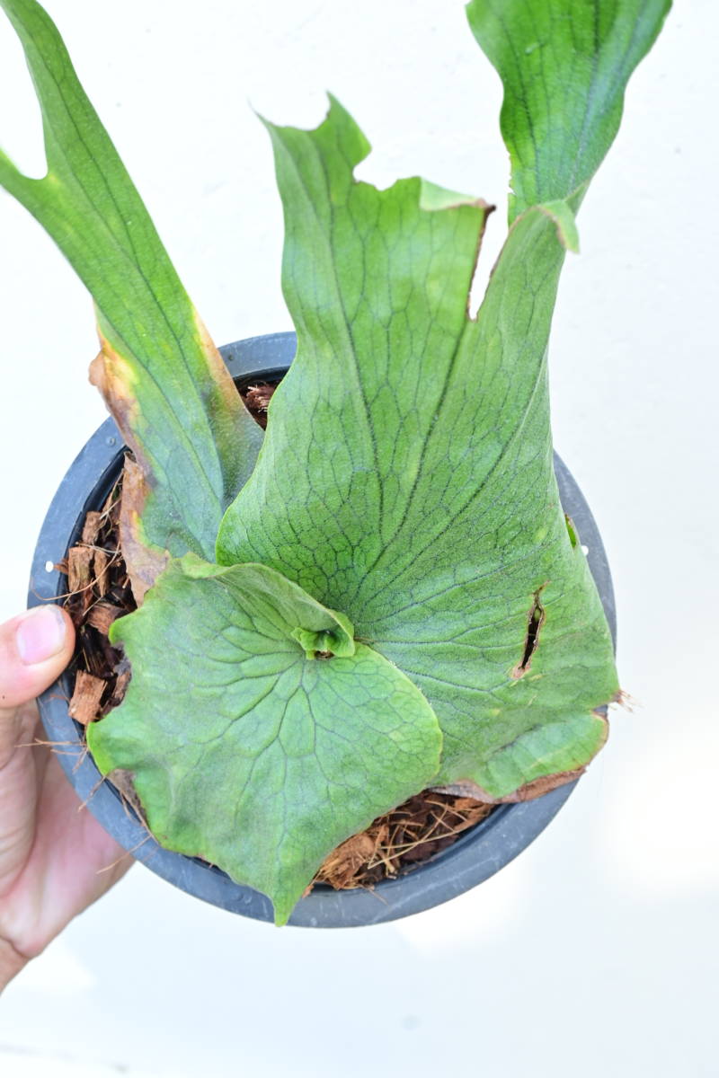 P Wandae Bikamori Com ビカクシダ ワンダエ ビカクシダ コウモリラン 売買されたオークション情報 Yahooの商品情報をアーカイブ公開 オークファン Aucfan Com P Wandae Bikamori Com ビカクシダ ワンダエ ビカクシダ コウモリラン 売買されたオークション情報 Yahooの商品情報をアーカイブ公開 オークファン Aucfan Com