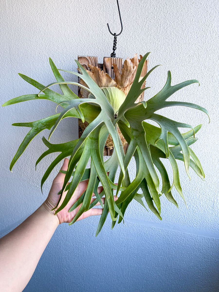 P.willinckii Anapat #1 ビカクシダ コウモリラン ウィリンキー