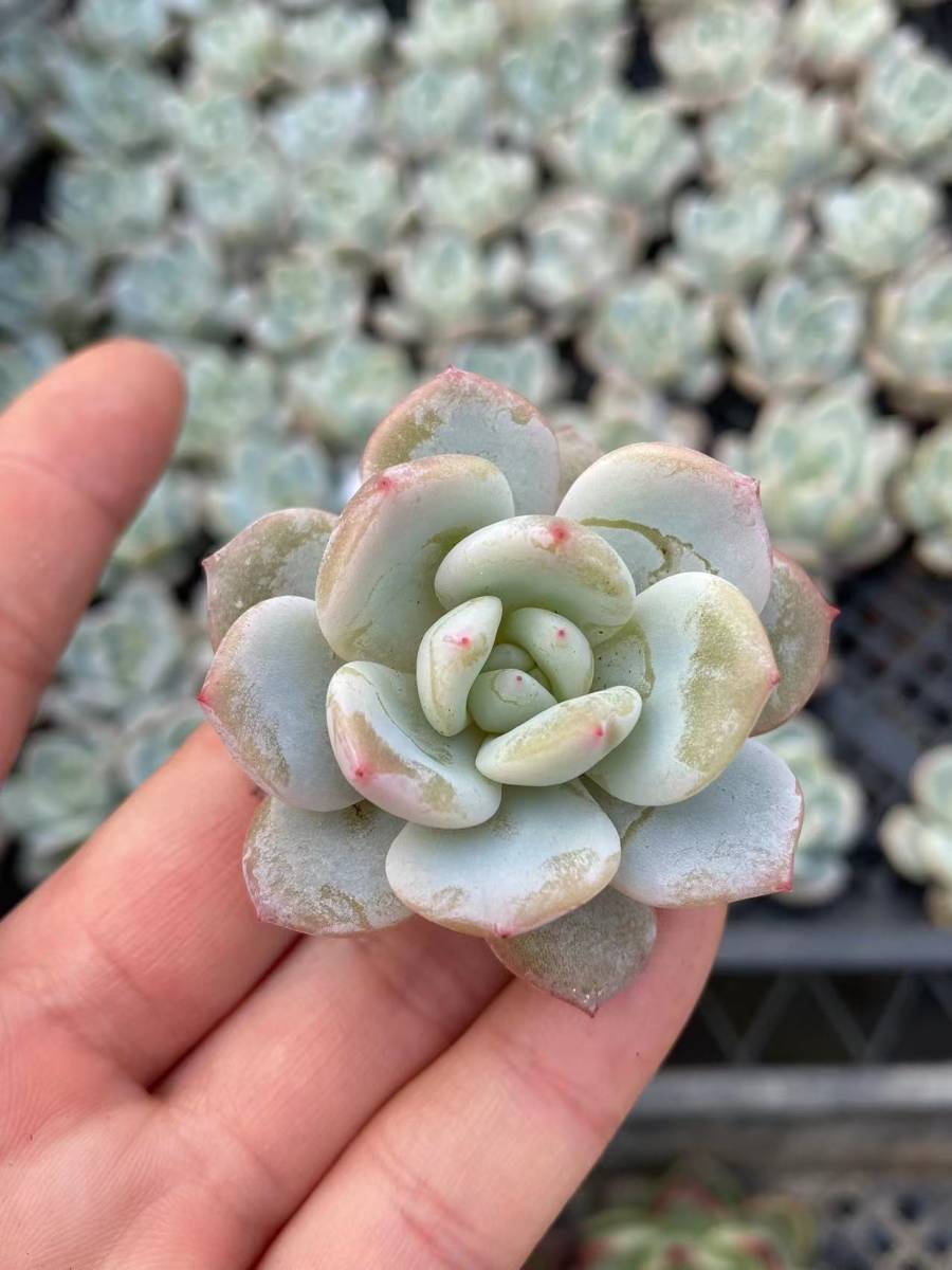 多肉植物 エケベリア 25個 オレンジモンロー 多肉植物 超美苗 サボテン 観葉植物 花 園芸 東京在庫 最短当日出荷 Cd125 サボテン 売買されたオークション情報 Yahooの商品情報をアーカイブ公開 オークファン Aucfan Com