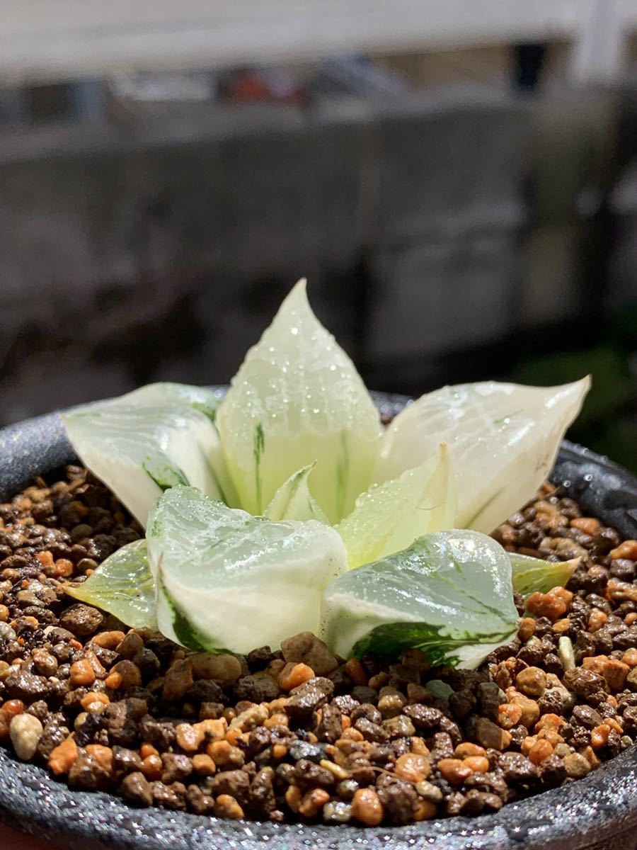 多肉植物 ハオルチア 裏般若錦 糊斑(サボテン)｜売買された