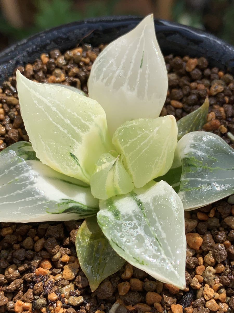 多肉植物 ハオルチア 裏般若錦 糊斑(サボテン)｜売買された