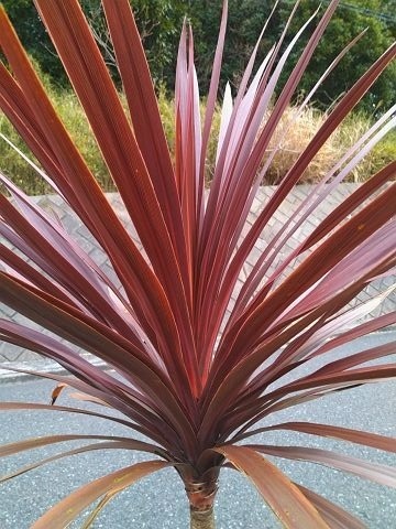 現品○コルジリネ・レッドスター○コルディリネ○赤ドラセナ○庭用・根