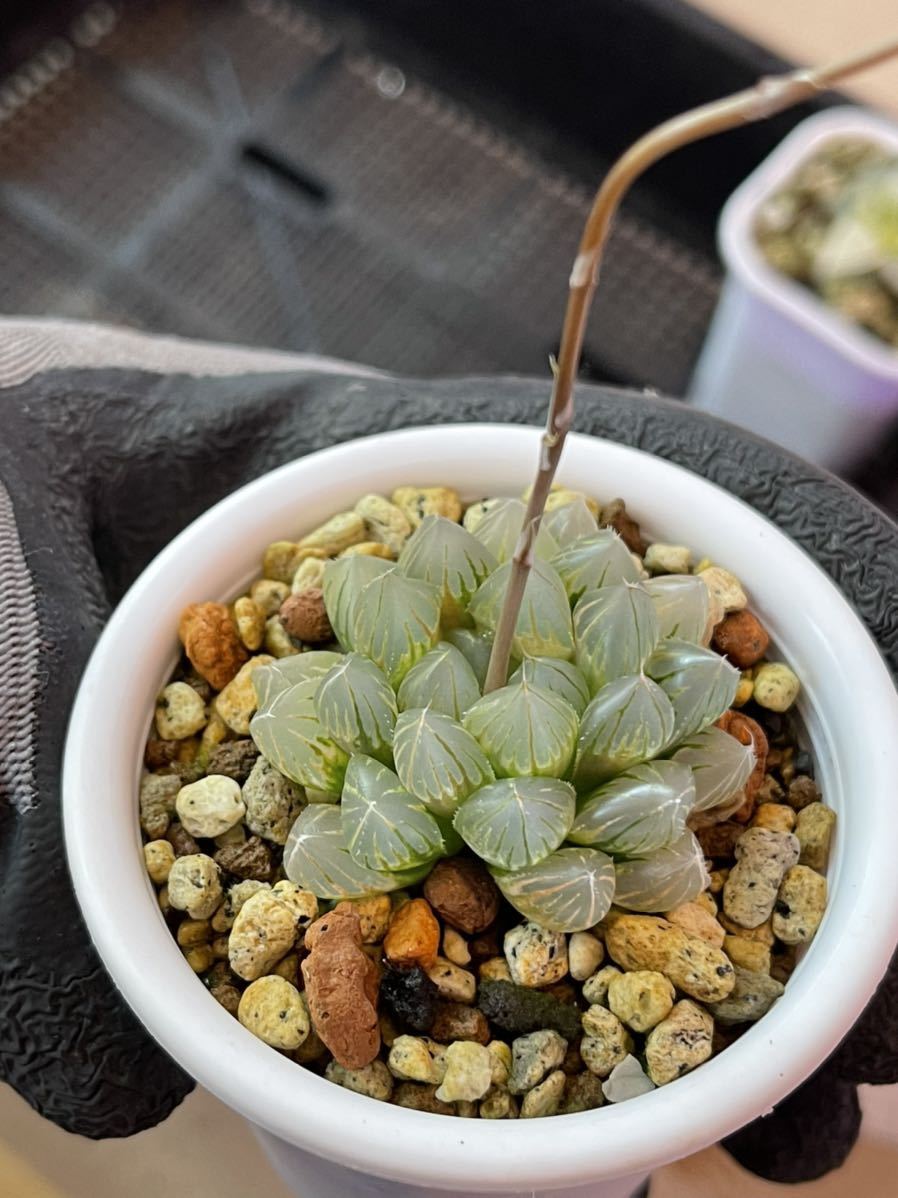 多肉植物 ハオルチア ブラックオブツーサ錦 花と鉢そのまま発送 サボテン 売買されたオークション情報 Yahooの商品情報をアーカイブ公開 オークファン Aucfan Com