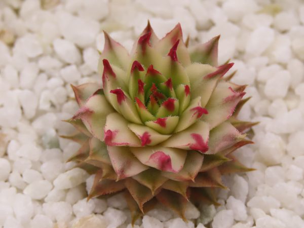 □mettenianum variegata メテニアナム錦 メッテニー錦 【多肉植物