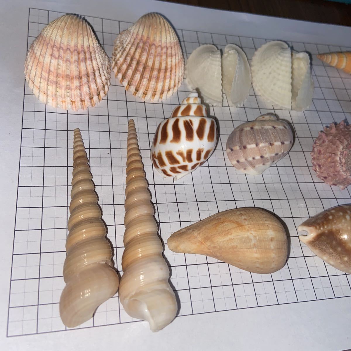 貝標本 リュウキュウアオイ キリガイ タケノコガイ ナガザルガイ シカダカラ ハリサザエ フロガイ セムシウミウサギ 科学 自然 売買されたオークション情報 Yahooの商品情報をアーカイブ公開 オークファン Aucfan Com