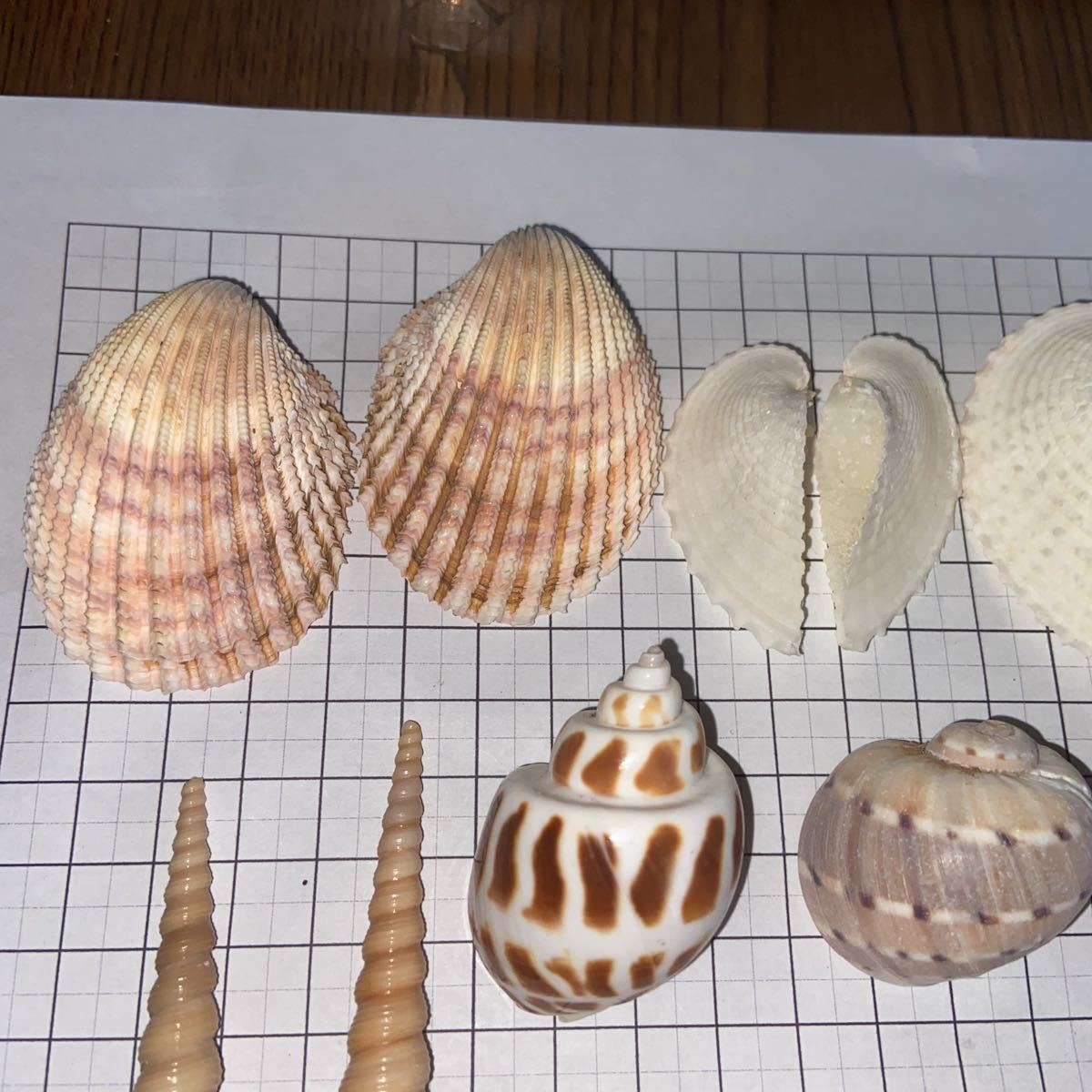 貝標本 リュウキュウアオイ キリガイ タケノコガイ ナガザルガイ シカダカラ ハリサザエ フロガイ セムシウミウサギ 科学 自然 売買されたオークション情報 Yahooの商品情報をアーカイブ公開 オークファン Aucfan Com