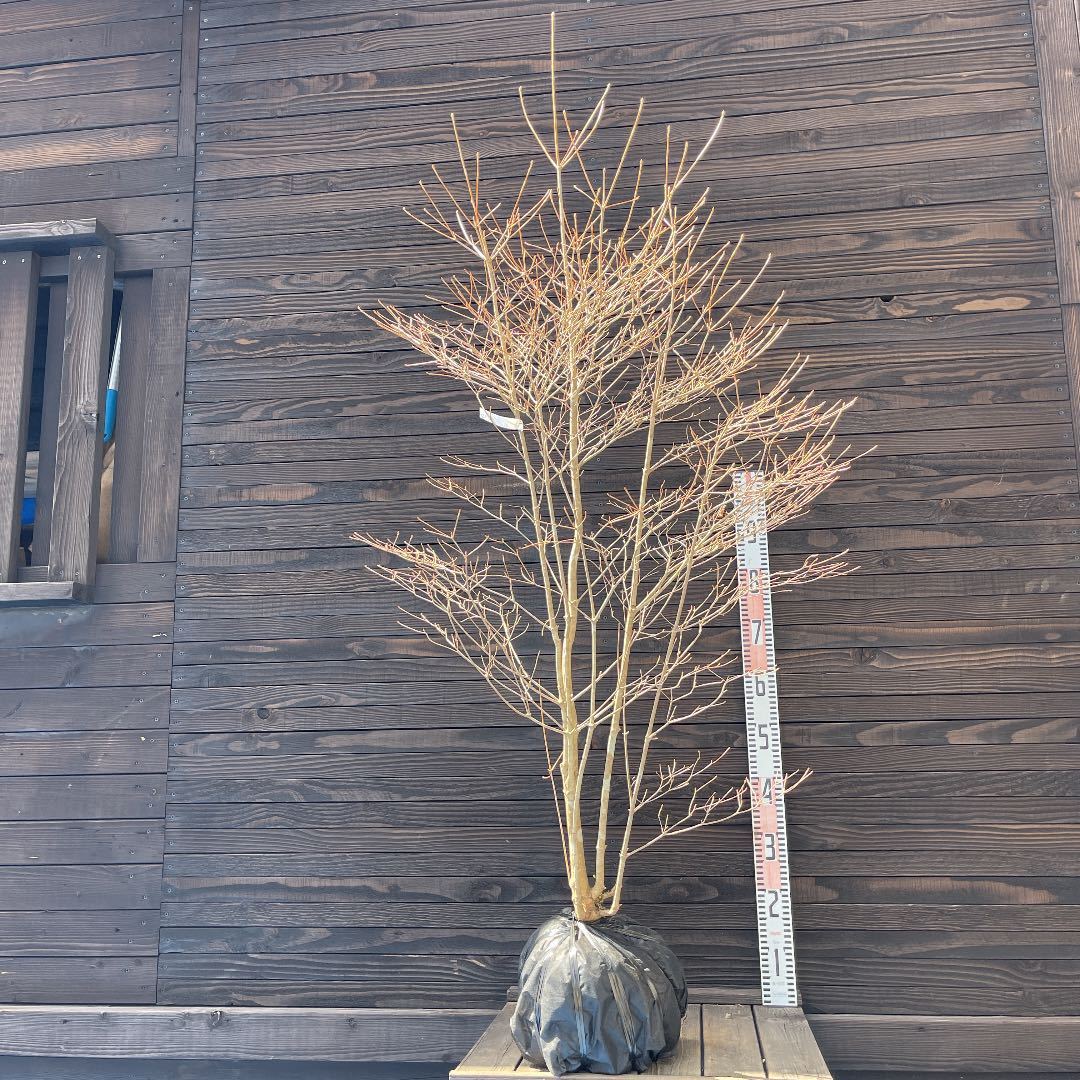 ドウダンツツジ・自然樹形現品管理722 植木・苗木・庭木・家庭 × 自然