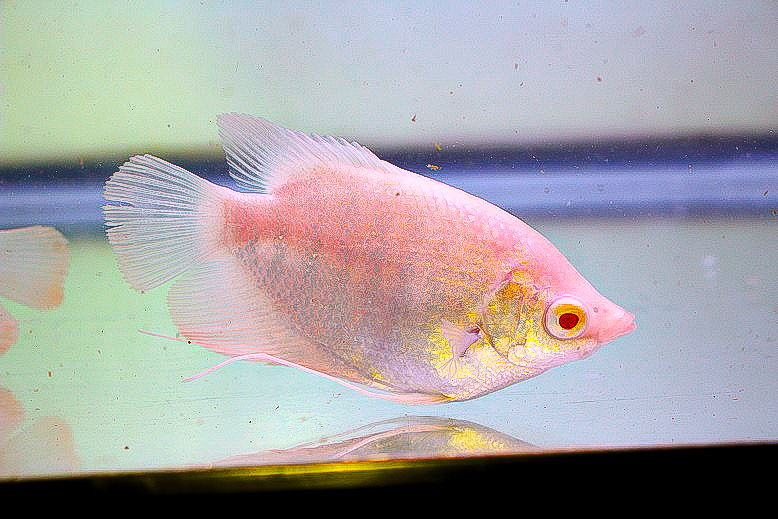 Coral Sea Japan カクオオトゲキクメイシ C マルチカラー メイン右棚上 
