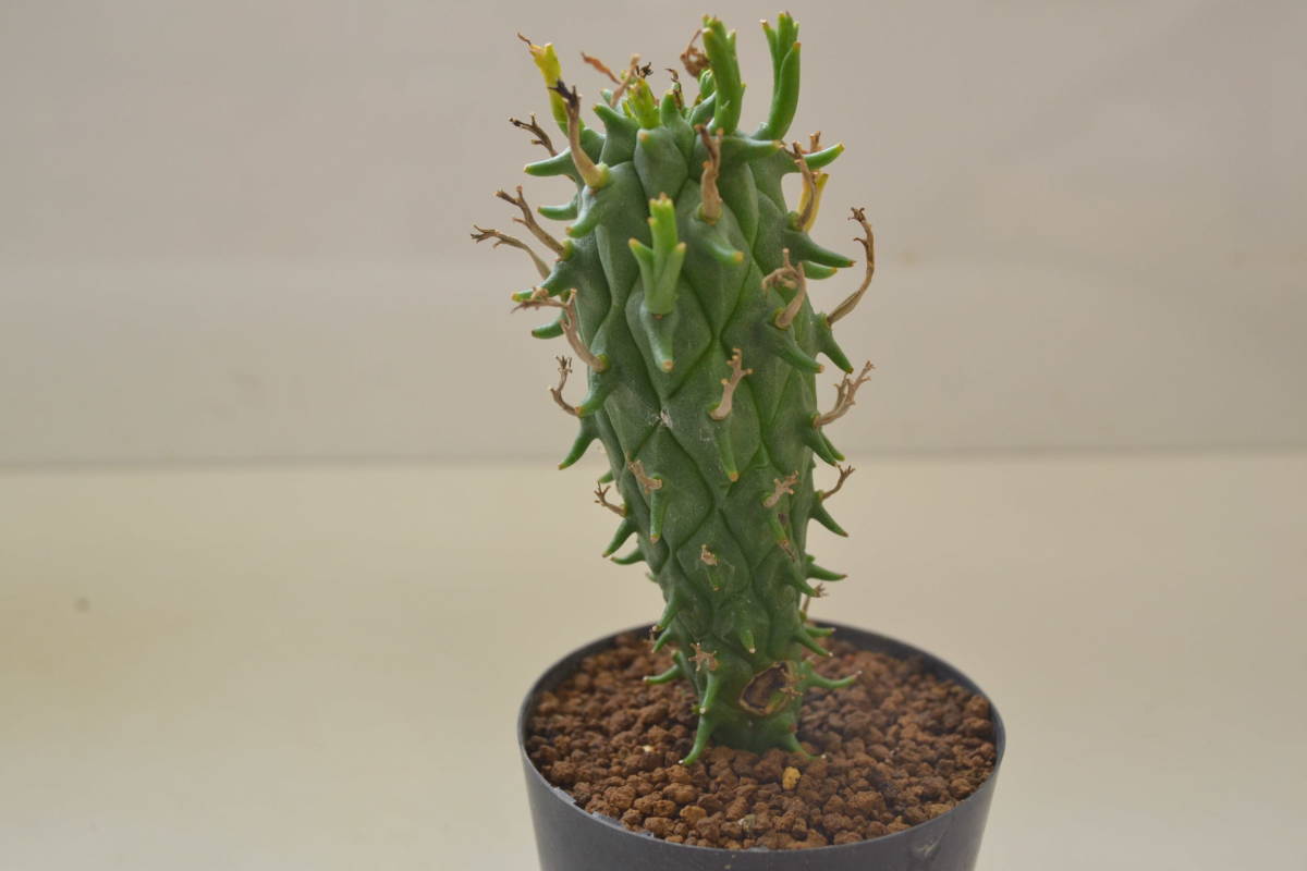 ユーフォルビア スコエンランディ 闘牛角 EUPHORBIA schoenlandii 