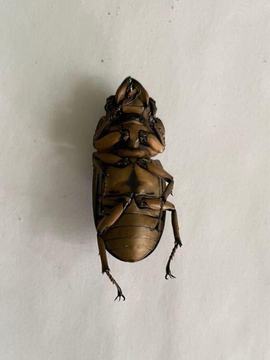 標本用死虫 フルストルファーオウゴンオニ フルストルファー  