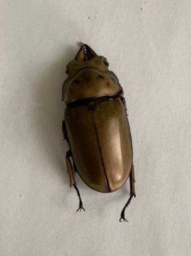 標本用死虫 フルストルファーオウゴンオニ フルストルファー  