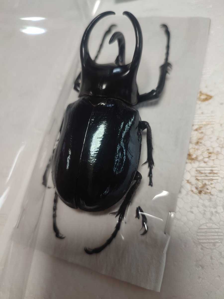コーカサスオオカブト○昆虫標本○ブルータイプ○オス83mm